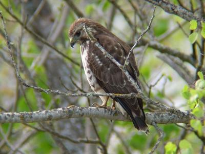 Broad-winged Hawk