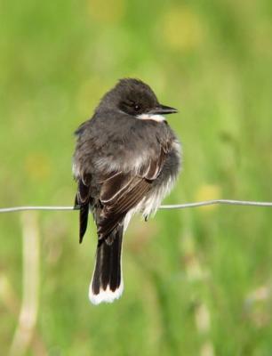 v3/61/576661/3/46483883.EasternKingbird.jpg