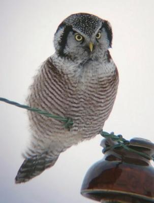Northern Hawk Owl 1