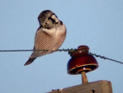 Northern Hawk Owl 2