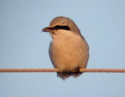 Northern Shrike