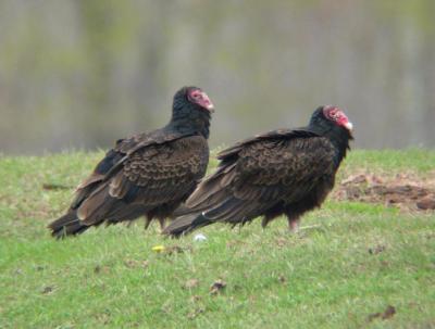 Turkey Vultures