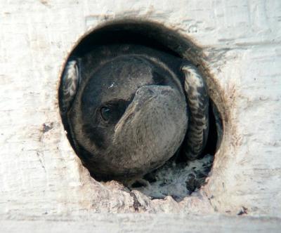 v3/61/576661/3/46570190.PurpleMartin.jpg