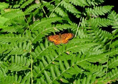 Silver-bordered Fritillary 1