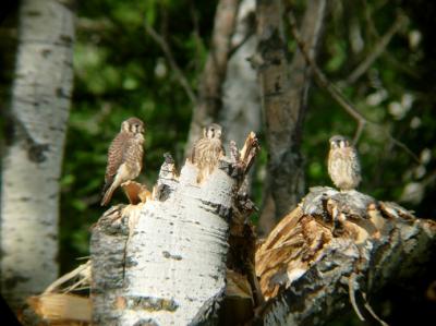 Kestrel family 1