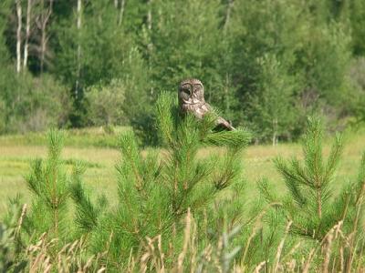 Great Gray Owl