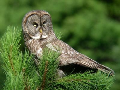 Great Gray Owl