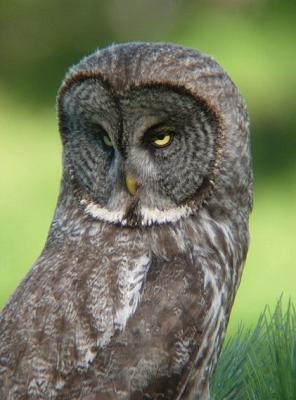 Great Gray Owl