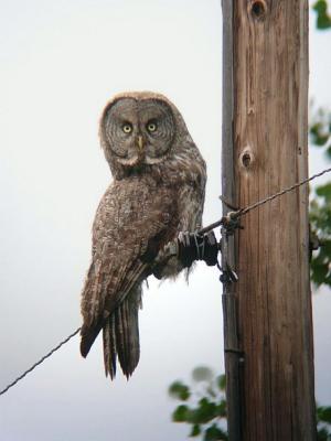 Great Gray Owl