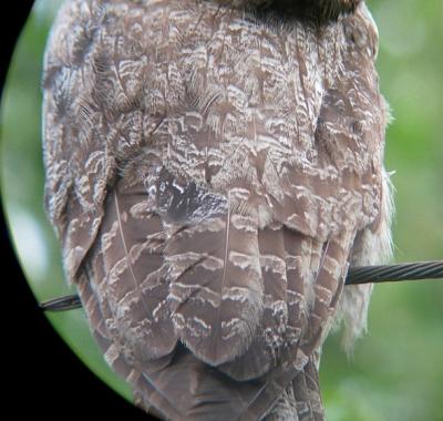 Great Gray Owl molting