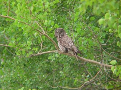 Great Gray Owl