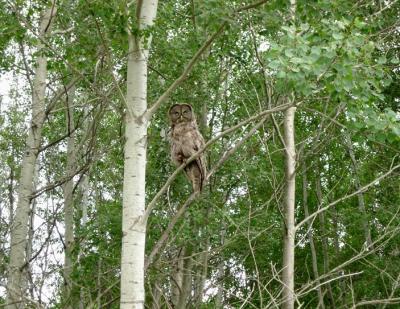 Great Gray Owl