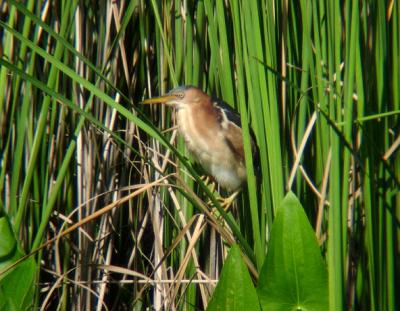 Least Bittern