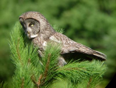 Great Gray Owl