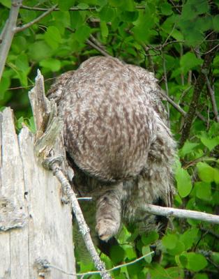 Great Gray Owl