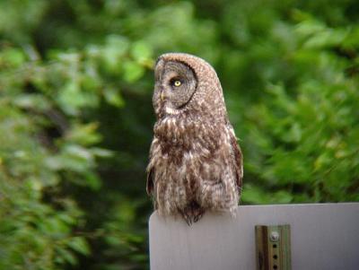 Great Gray Owl