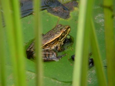 Leopard Frog