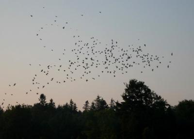 Leaving the morning roost
