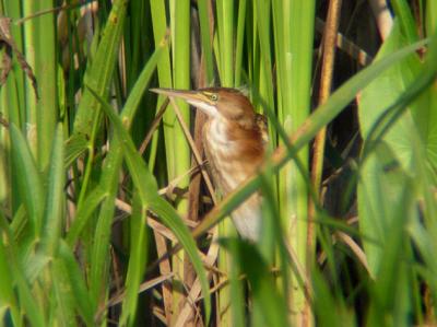 Least Bittern (juvenile 1)