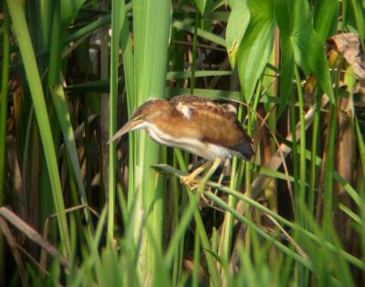 Least Bittern (juvenile 2)