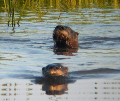 River Otters 2