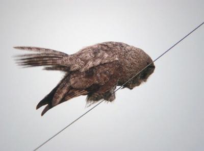 Great Gray Owl