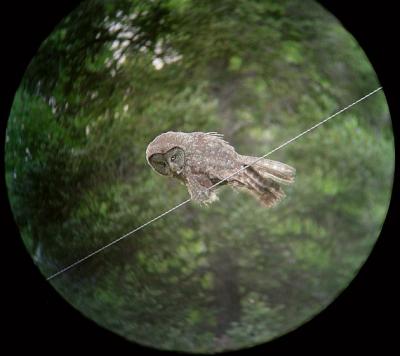 Great Gray Owl