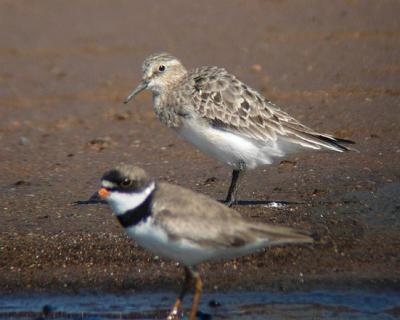 Baird's Sandpiper and Semipalmated Plover