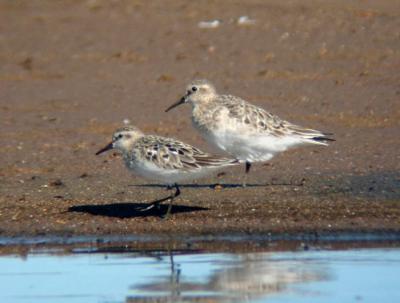 Baird's and Semipalmated Sandpipers