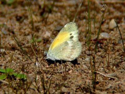 Dainty Sulphur 1