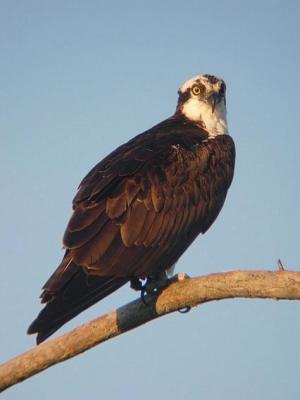 Osprey