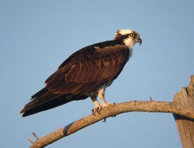 Osprey