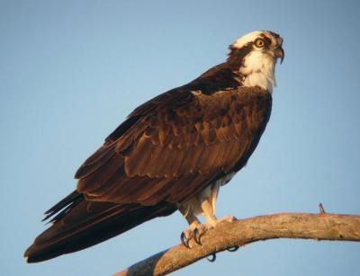 Osprey