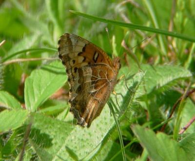 Variegated Fritillary 1