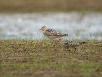 Buff-breasted Sandpipers