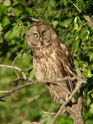 Great Gray Owl