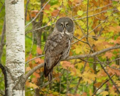 Great Gray Owl