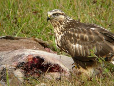 Rough-legged Hawk 3