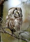 Boreal Owl 4