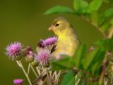 American Goldfinch