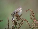 Grasshopper Sparrow