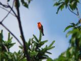 Scarlet Tanager