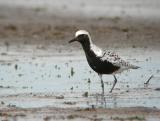 Black-bellied Plover