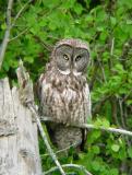 Great Gray Owl