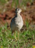 Upland Sandpiper 1