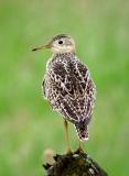 Upland Sandpiper 2