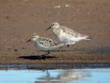 Bairds and Semipalmated Sandpipers