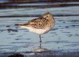 Bairds Sandpiper