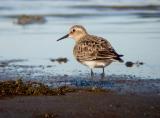 Bairds Sandpiper