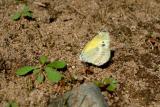 Dainty Sulphur 2